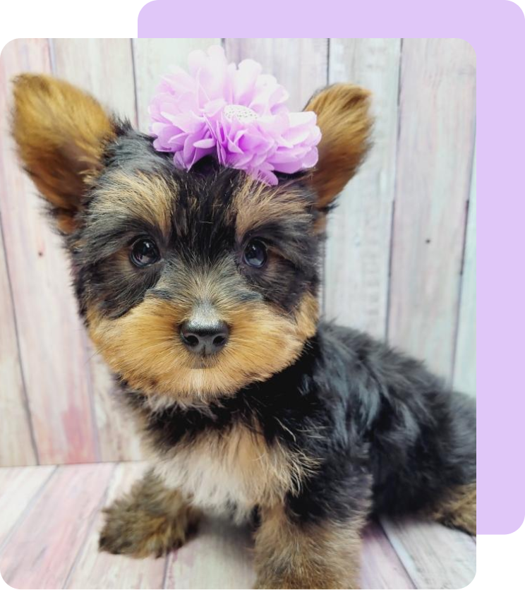 Maxi - Recently Adopted Yorkie